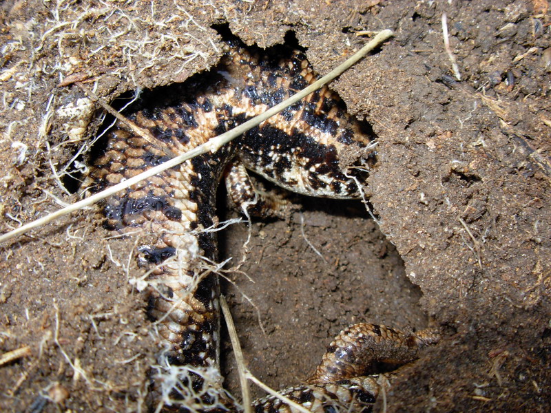 Chalcides ocellatus