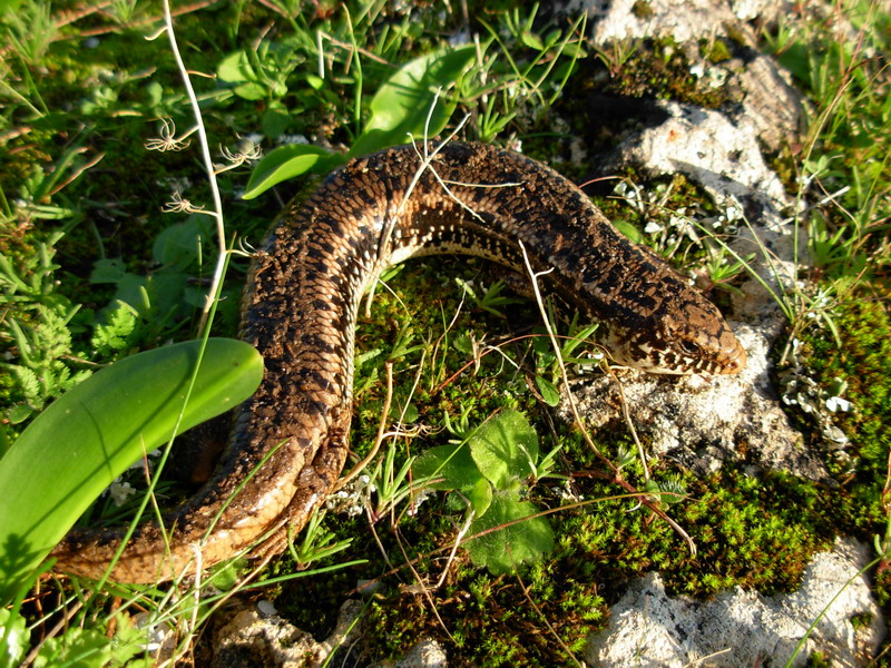 Chalcides ocellatus