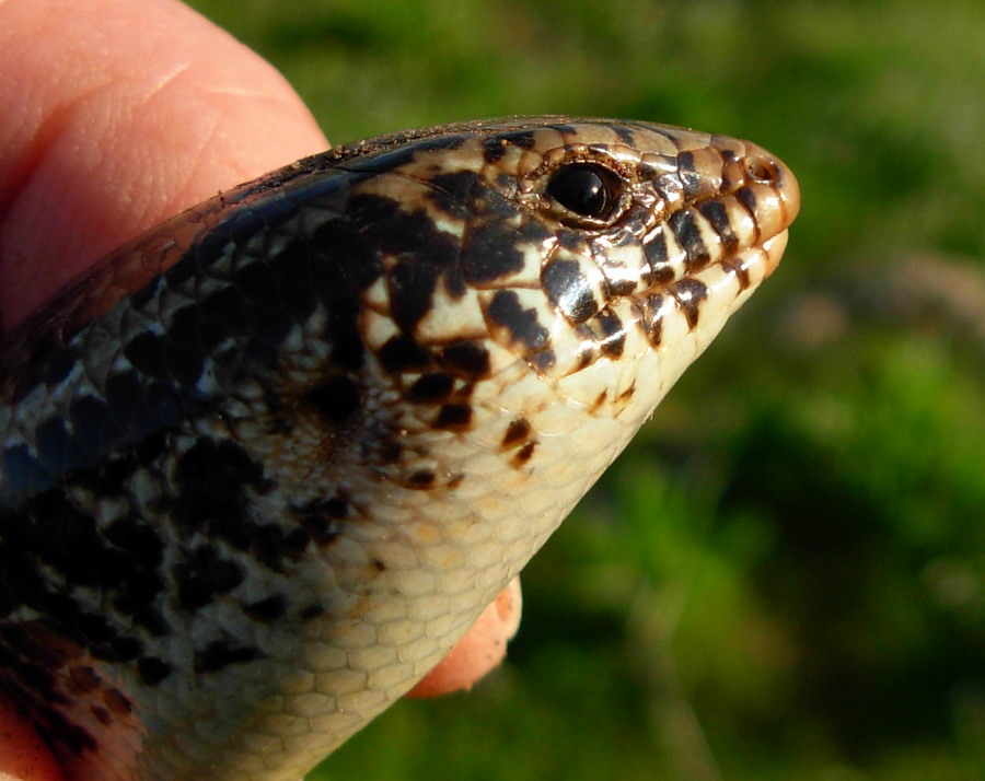 Chalcides ocellatus