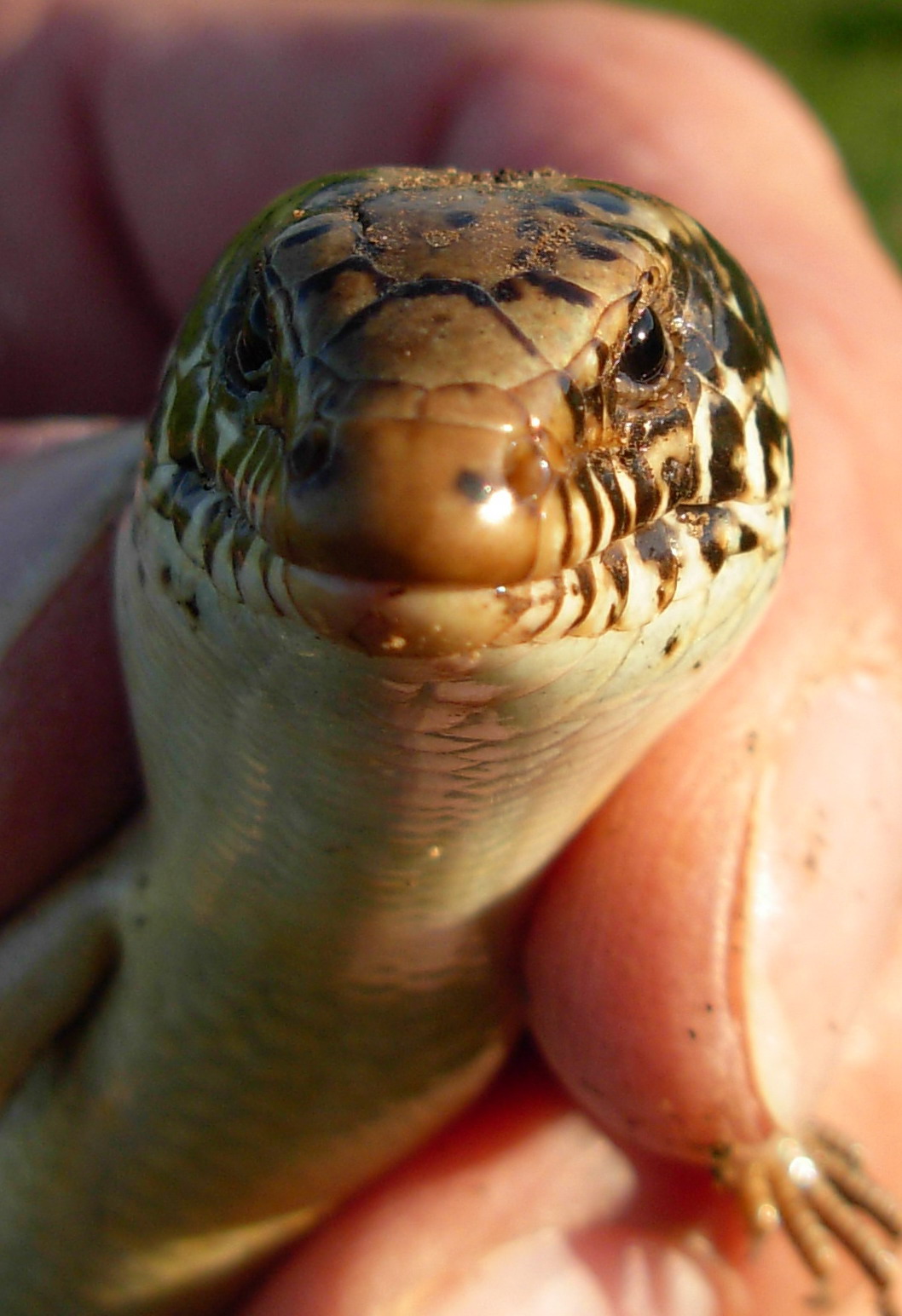 Chalcides ocellatus