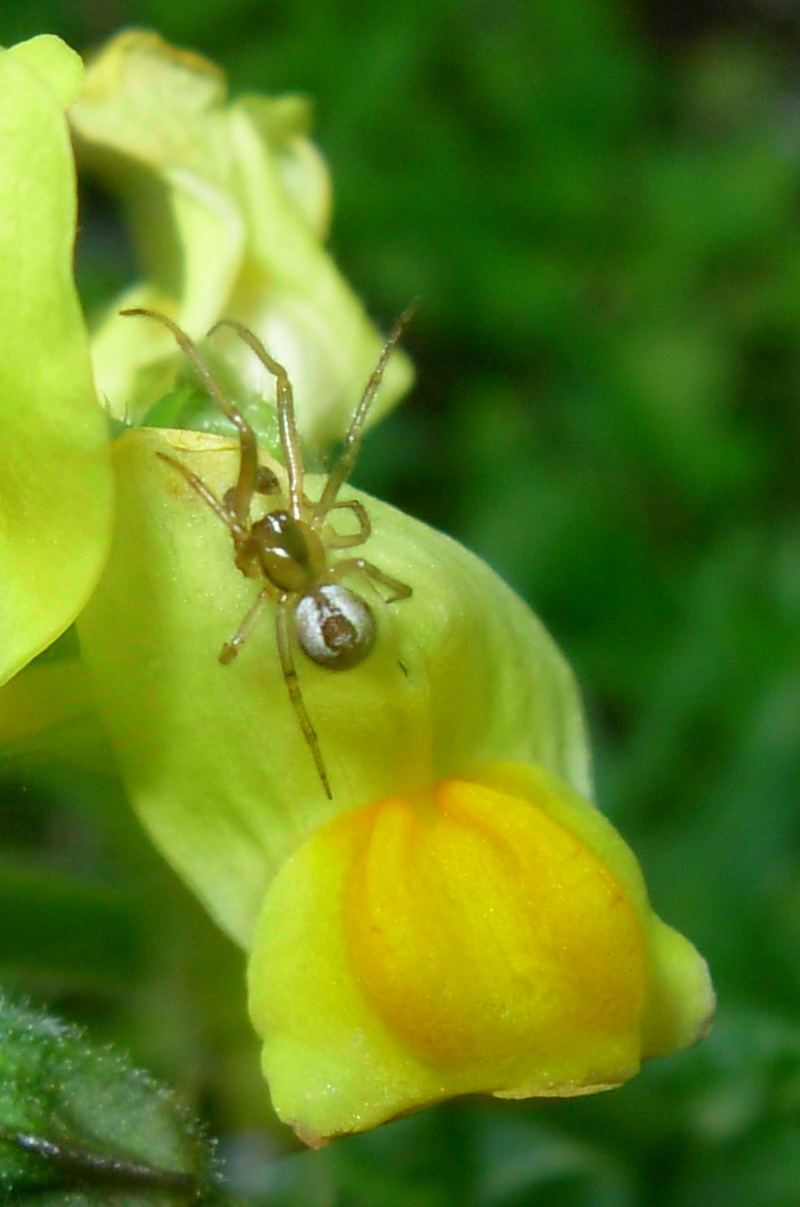 Mission impossible (Anelosimus sp. maschio?)