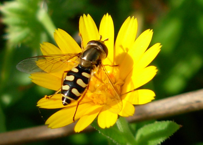 Syrphidae: cfr. Eupeodes sp.
