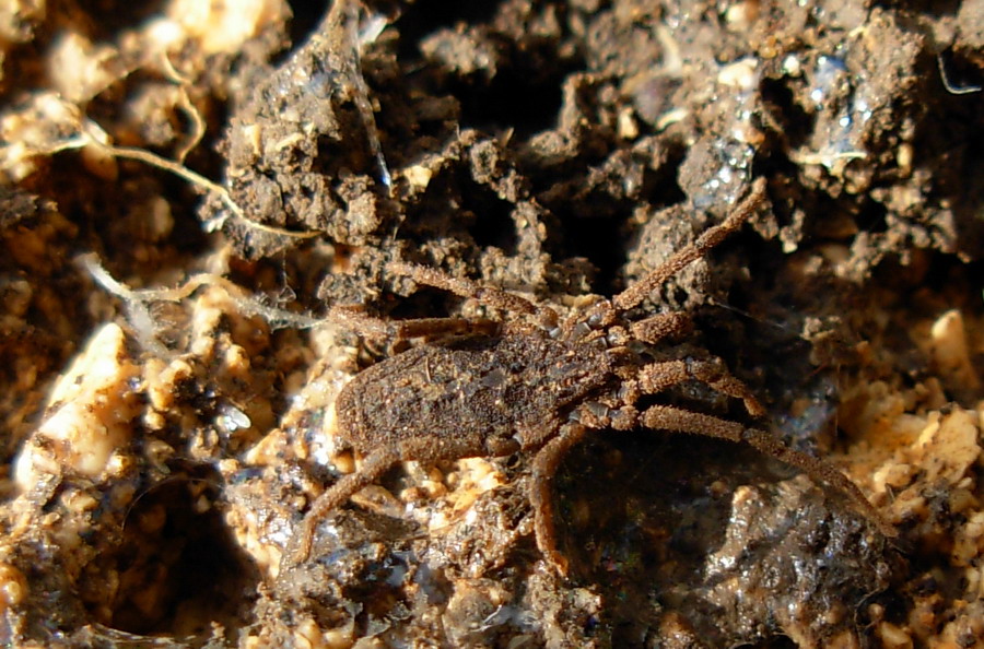 Trogulidae della Sicilia (TP): Calathocratus africanus