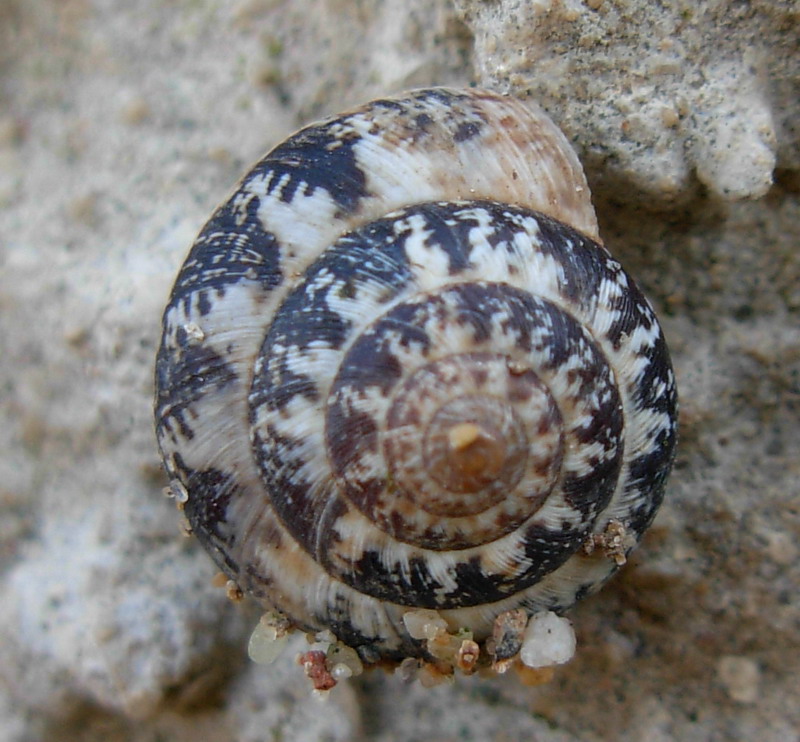 Ulteriore chiocciolina
