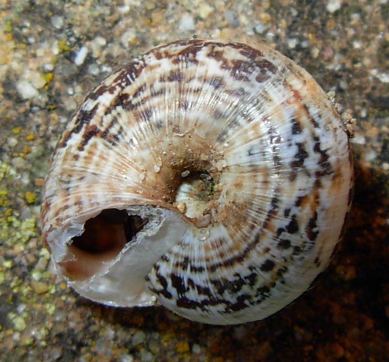Ulteriore chiocciolina