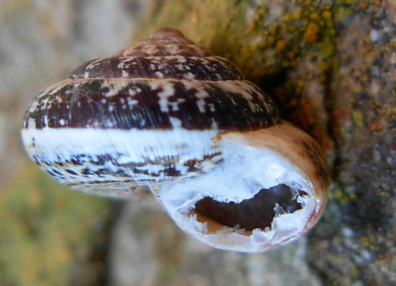 Ulteriore chiocciolina