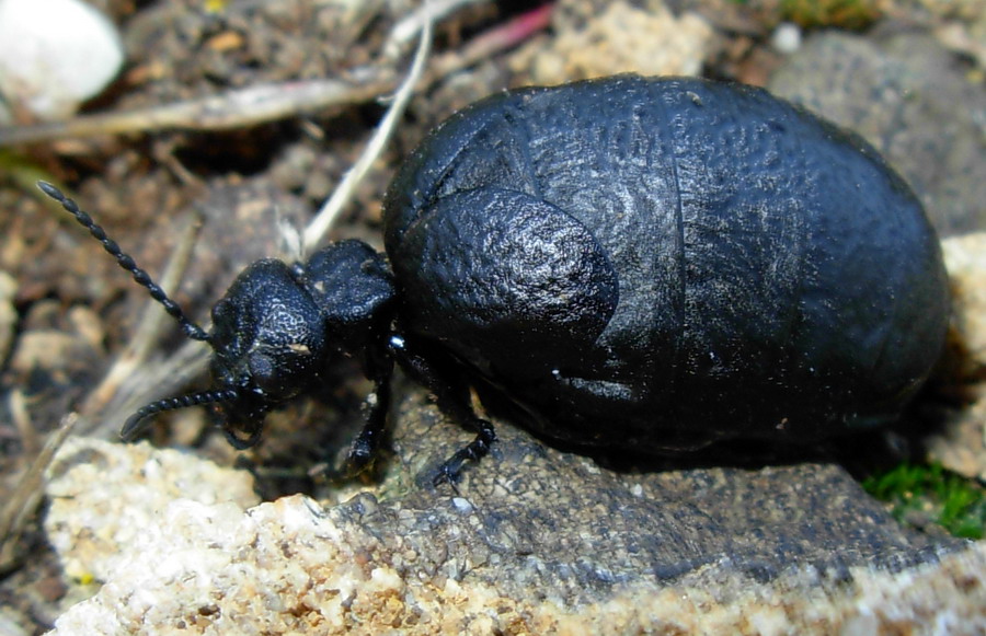 Meloidae: Meloe mediterraneus