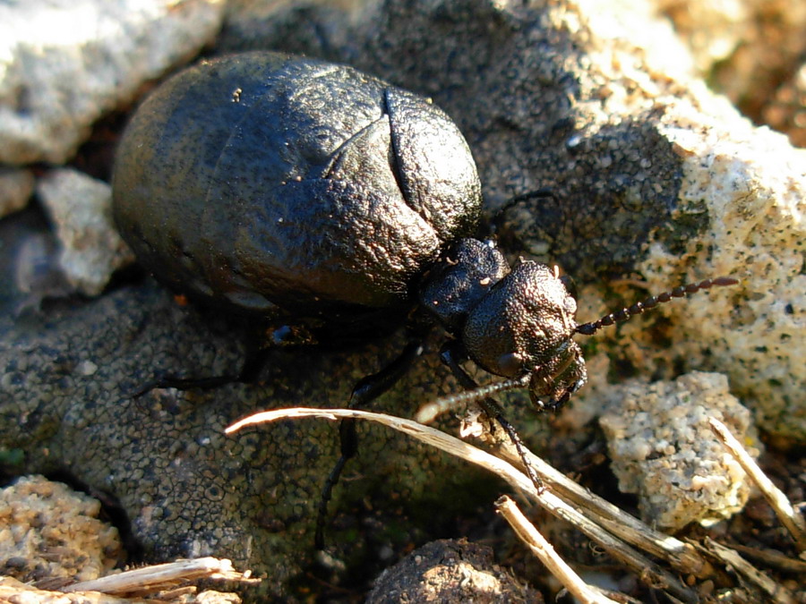 Meloidae: Meloe mediterraneus