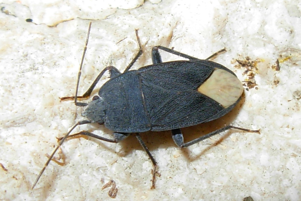 Microtomideus leucodermus