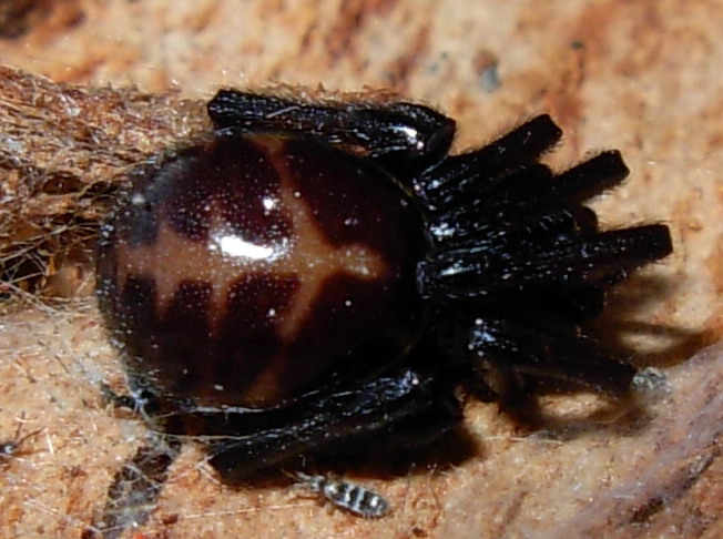 Steatoda paykulliana