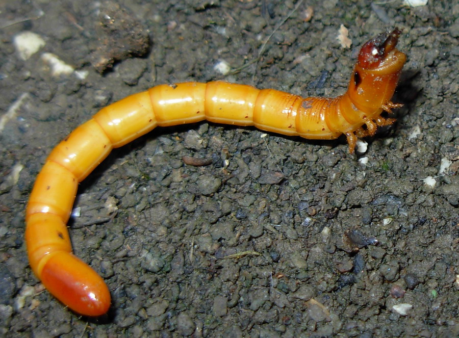 Larva di Elateridae Cebrioninae ?  S, di Cebrio melanocephalus