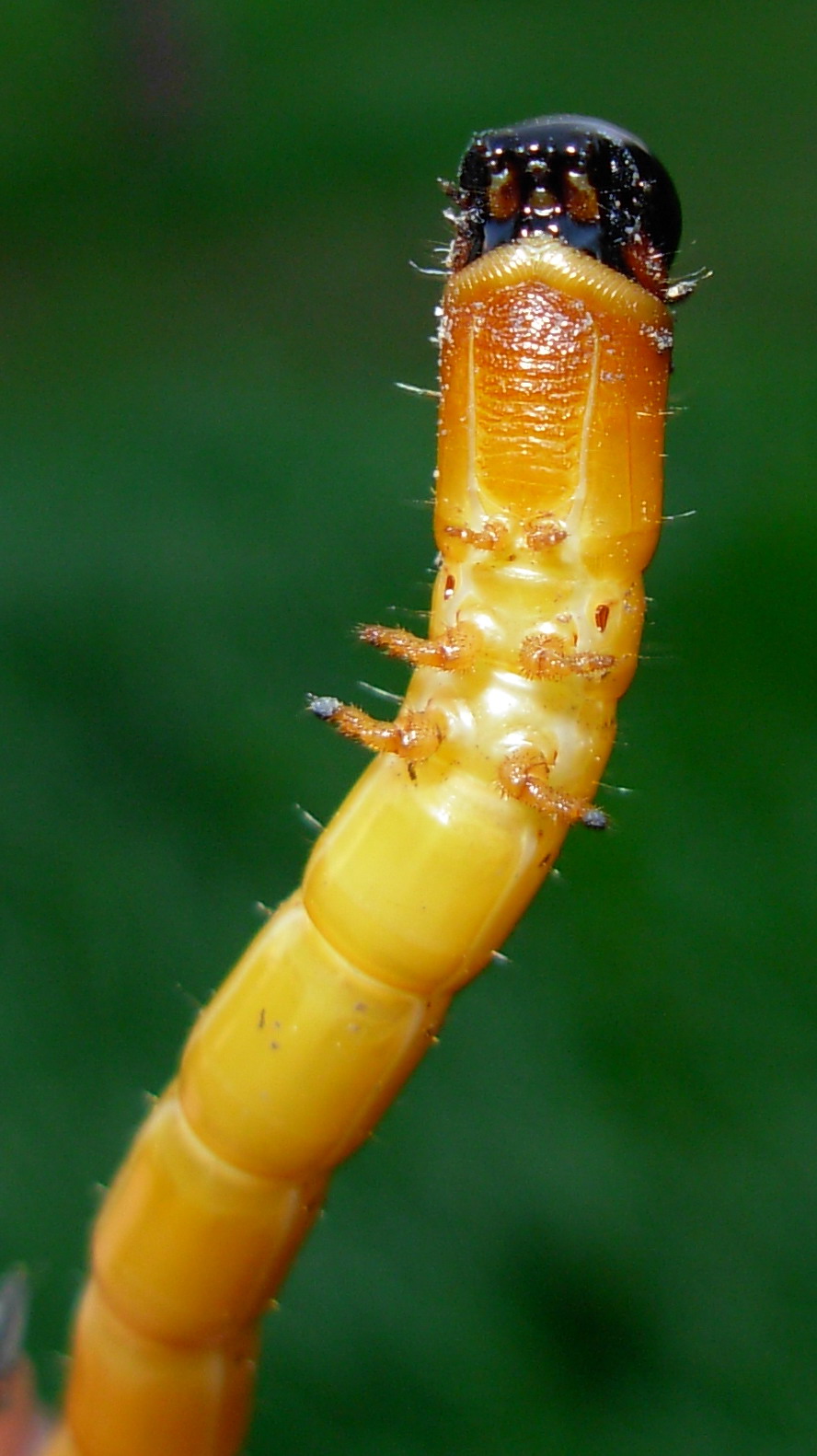 Larva di Elateridae Cebrioninae ?  S, di Cebrio melanocephalus