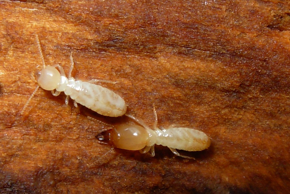Termiti ericine