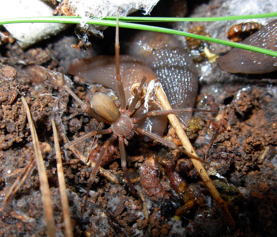 Loxosceles sp.