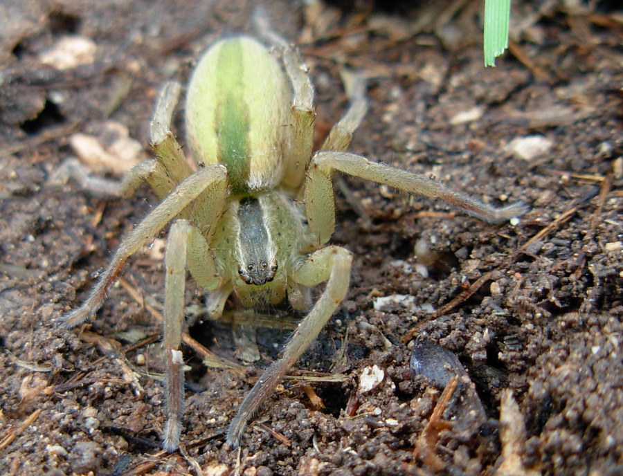 Micrommata sp.