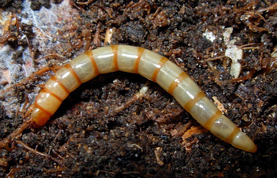 Identificazione larva