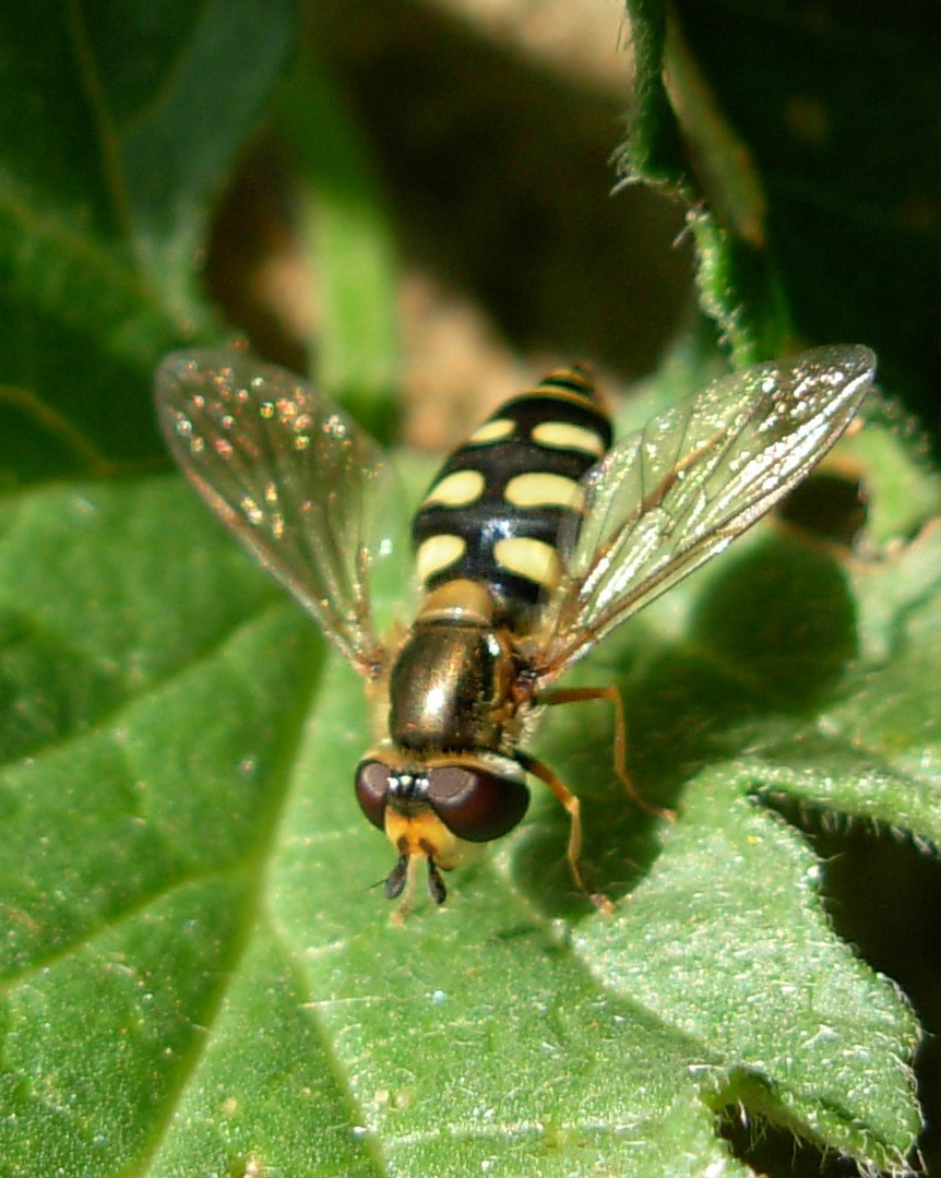 Scaeva pyrastri o Eupeodes corollae