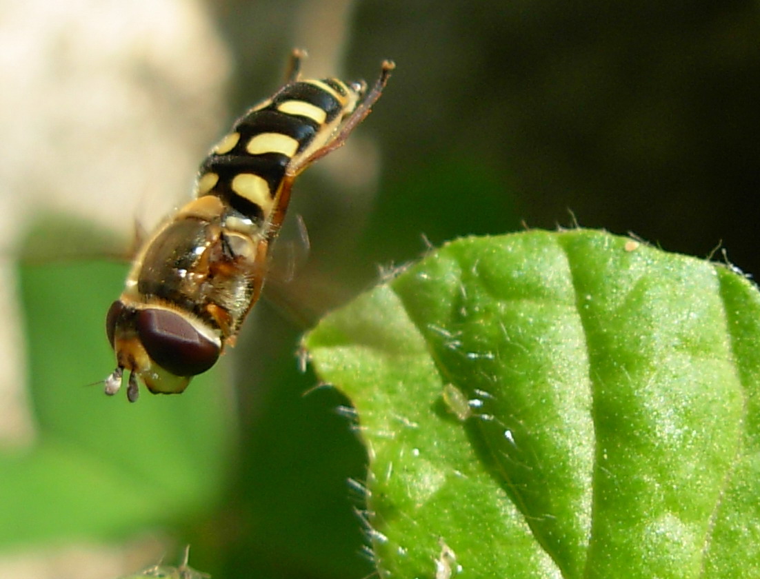Scaeva pyrastri o Eupeodes corollae