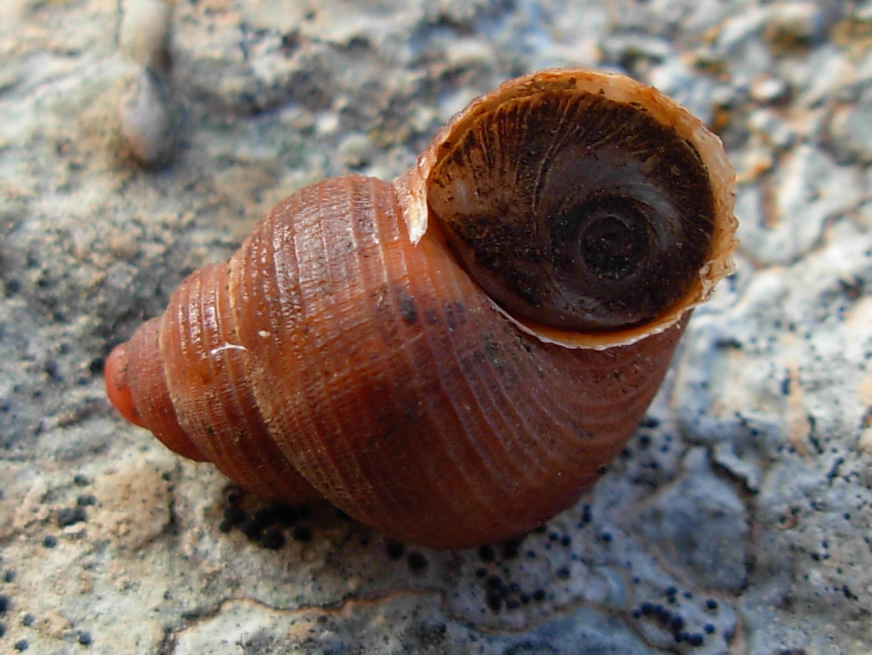 Tudorella sulcata e T. panormitana