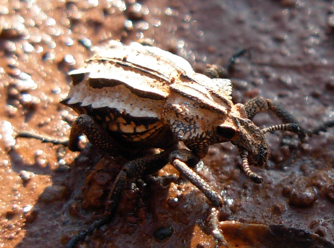 Brachycerus albidentatus