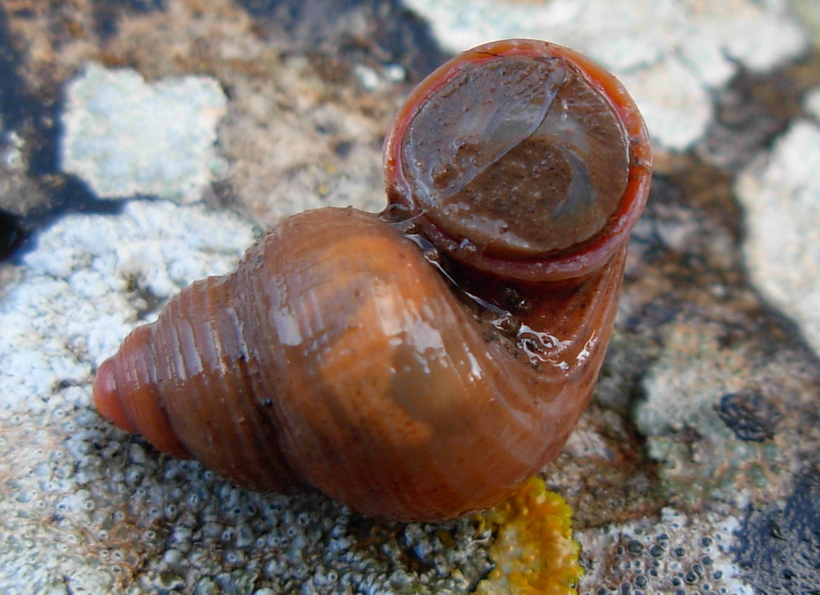 Tudorella sulcata e T. panormitana