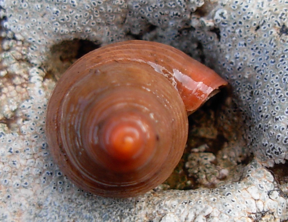 Tudorella sulcata e T. panormitana