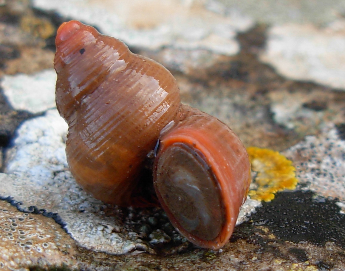 Tudorella sulcata e T. panormitana