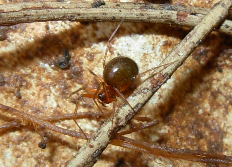 Theridiidae?