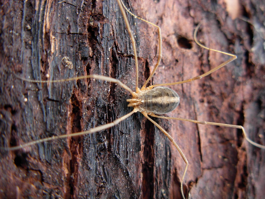 Opilione siciliano: Opilio canestrinii