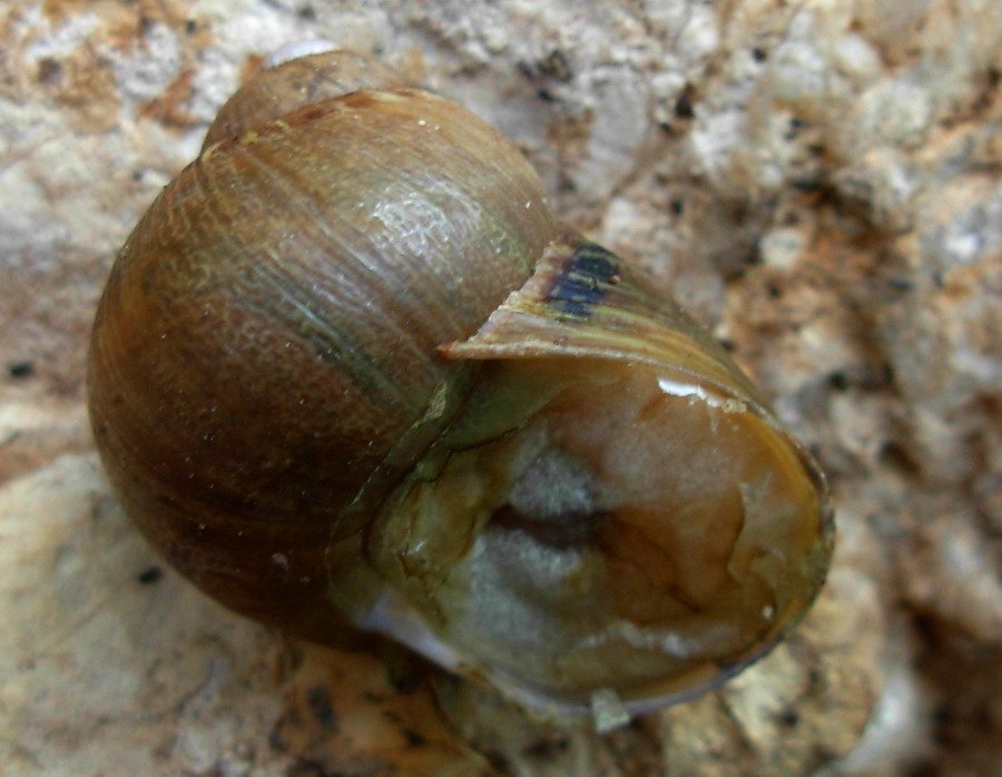 Identificazione chiocciola