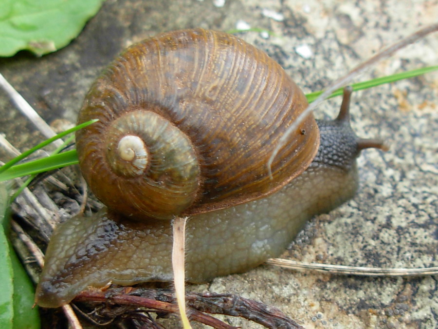 Identificazione chiocciola