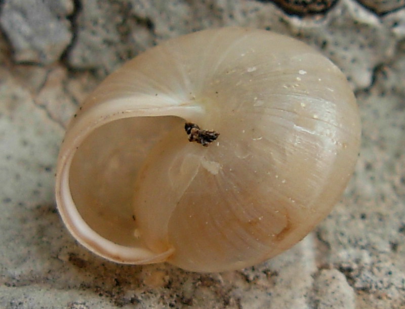 chiocciolina ialina