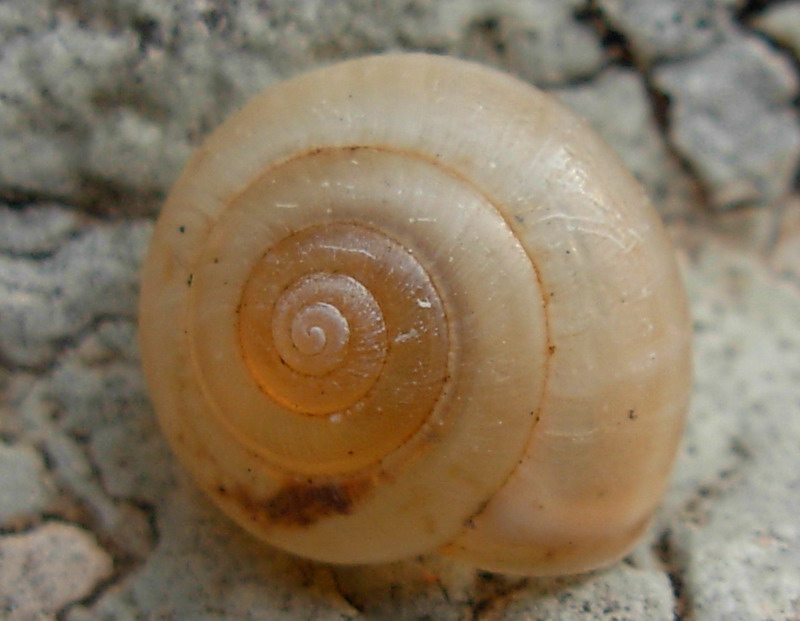 chiocciolina ialina