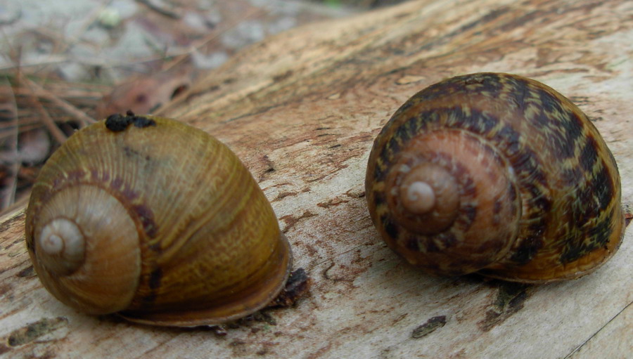 Identificazione chiocciola