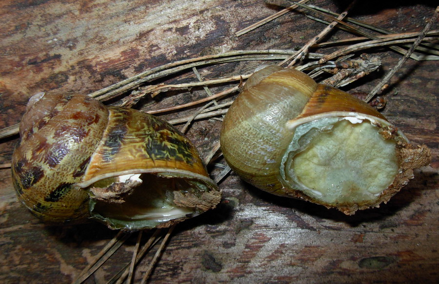 Identificazione chiocciola