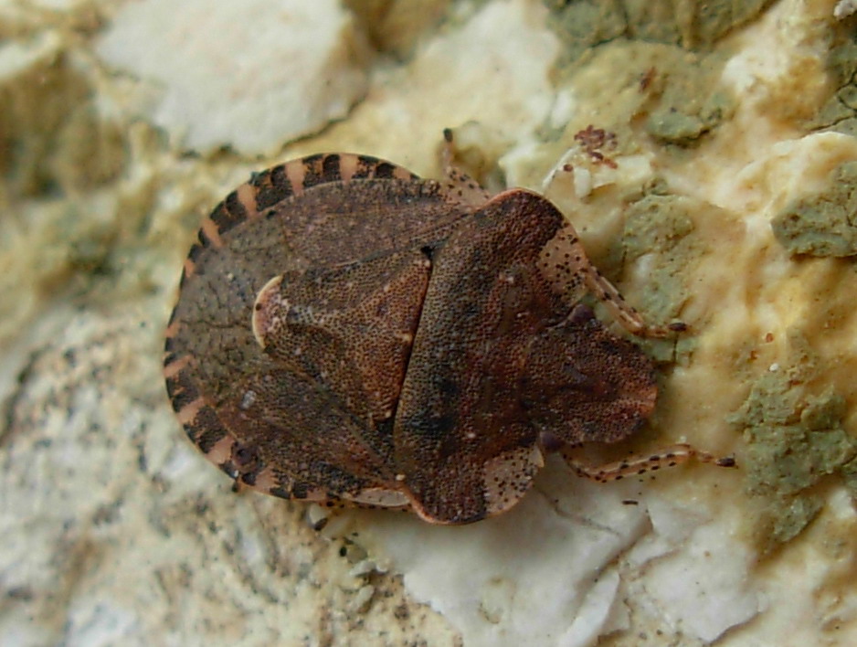 Pentatomidae: Dyroderes umbraculatus