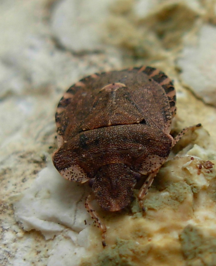 Pentatomidae: Dyroderes umbraculatus