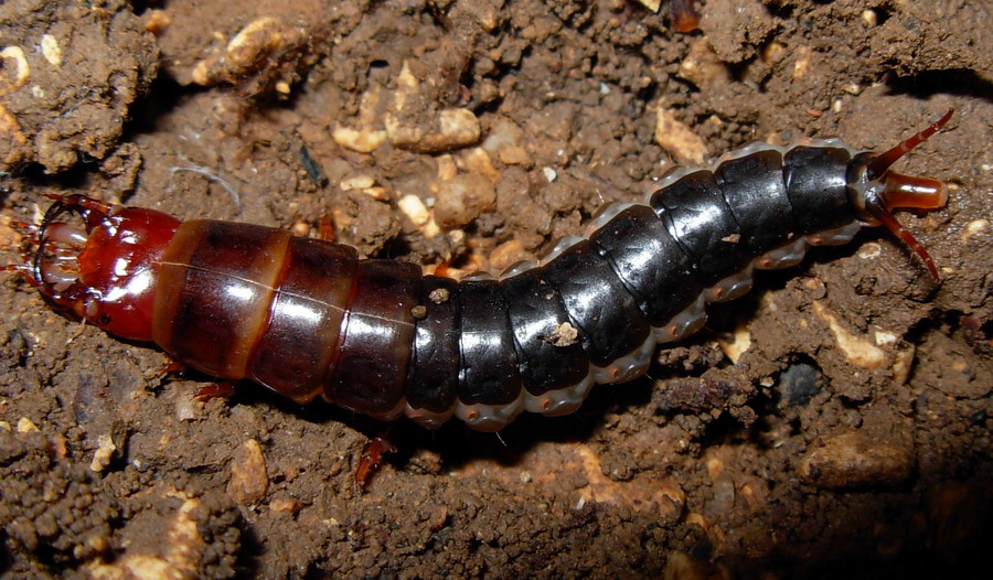 Identificazione larva