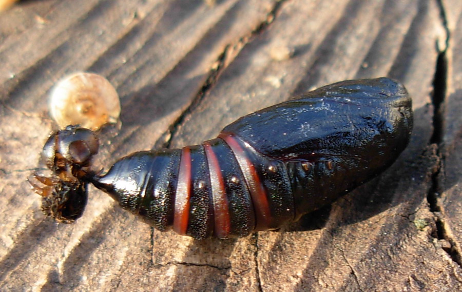 Identificazione pupa