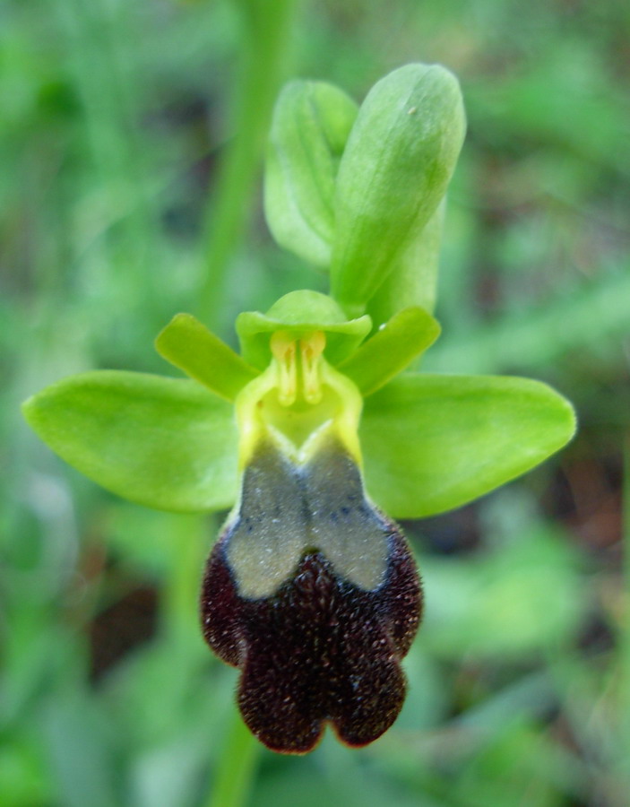 Ophrys forestieri (=O. lupercalis)