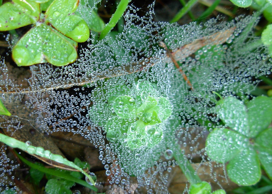 Tela di perle