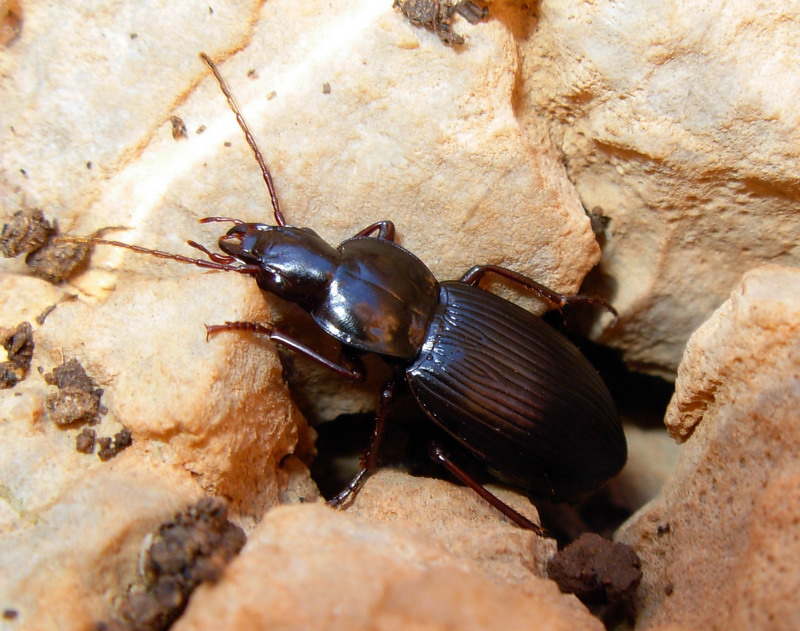 Laemostenus algerinus