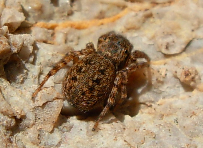 Salticidae: Sitticus?