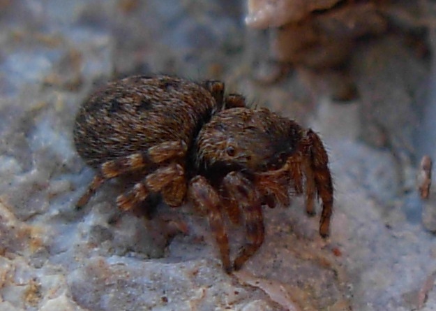 Salticidae: Sitticus?