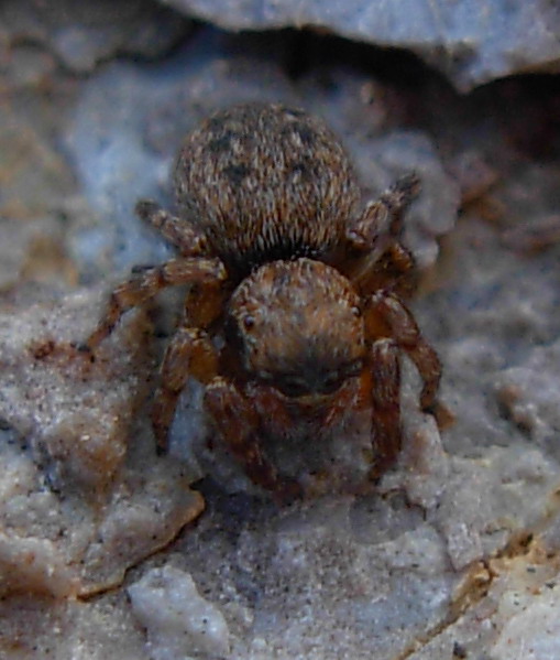 Salticidae: Sitticus?