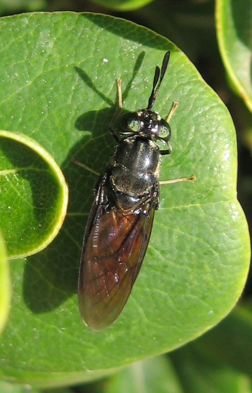 Hermetia illucens (Stratiomyidae) anche in Sicilia