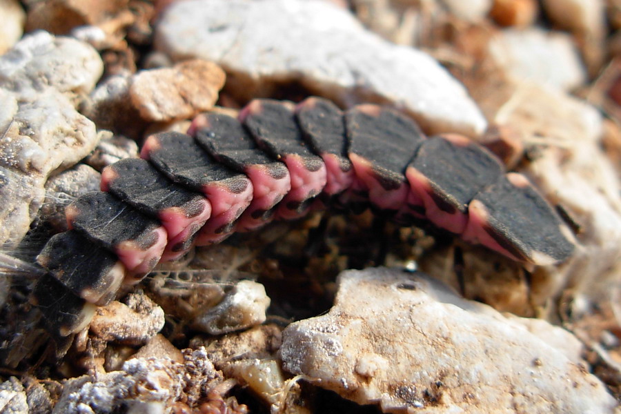 Nuova larva di lucciola