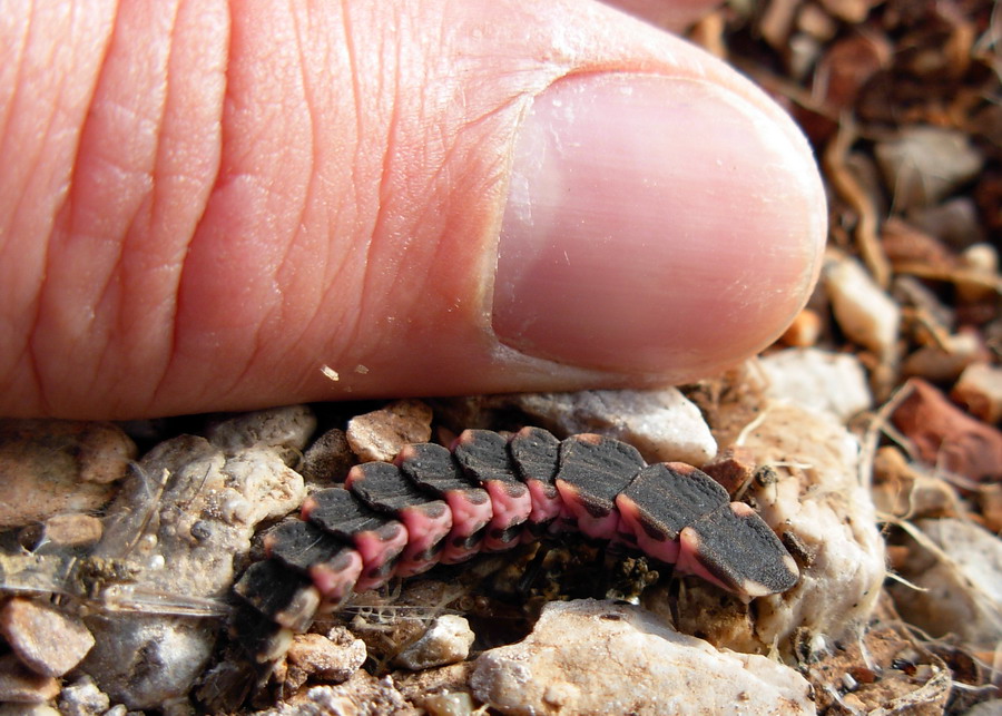 Nuova larva di lucciola