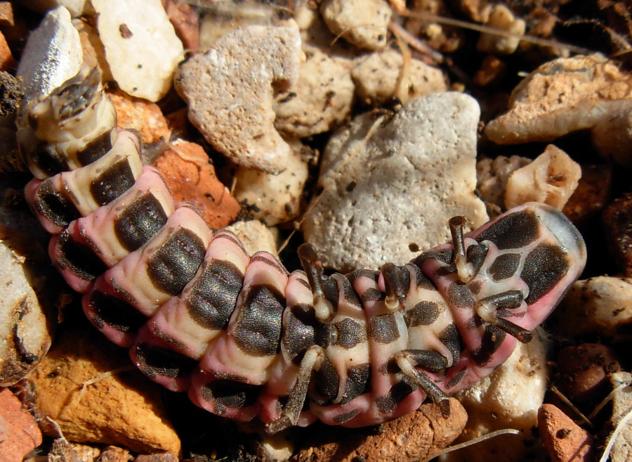 Nuova larva di lucciola