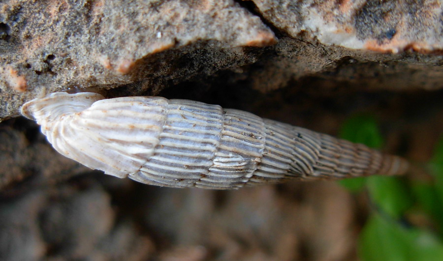 Siciliaria crassicostata nel trapanese